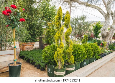 Orcutt, Santa Barbara County, California, May 15, 2021. Different types of trees, shrubs and flowers, flower pots, and decor for garden and outdoor patios in local nursery, Orcutt, California