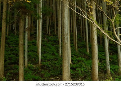 The orderliness of the tree