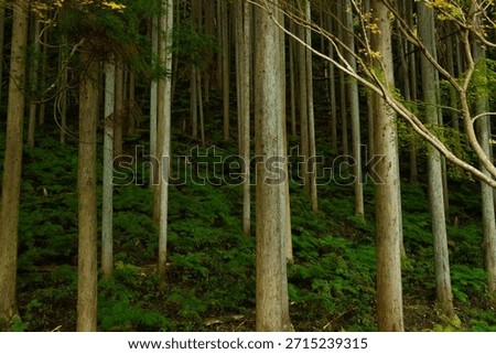 The orderliness of the tree