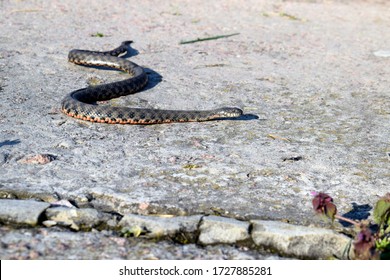 Ordinary Already Lat Natrix Natrix Nonpoisonous Stock Photo 1727885281 ...