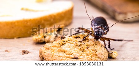 Ordinary American cockroach, walking on table with scraps of food, feeding on crumbs. Concept of lack of hygiene at home, need for pest control