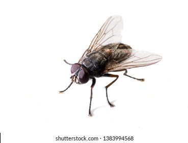 mosca negra común sentada en un fondo blanco cerca