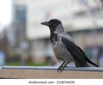 An Ordinary Crow Sits On A Bench In The City. Bird Watching. Crow Close-up In A Public Park On A Spring Day. The Theme Of Animals.Blurred Defocused.