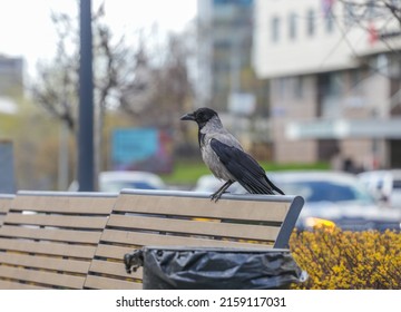 An Ordinary Crow Sits On A Bench In The City. Bird Watching. Crow Close-up In A Public Park On A Spring Day. The Theme Of Animals.Blurred Defocused.