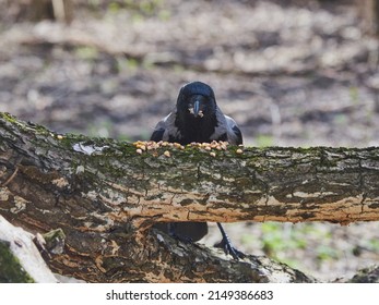 An ordinary crow sits on a tree branch and eats corn grains.