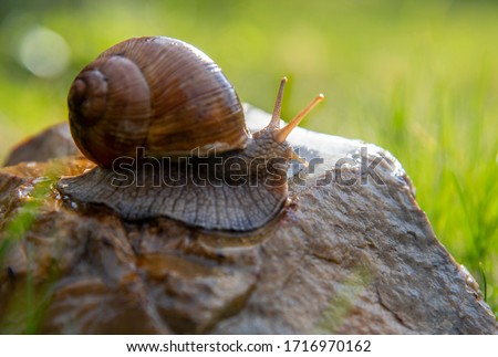 An ordinary garden snail on a stone on a blurred background, illuminated by the sun.
