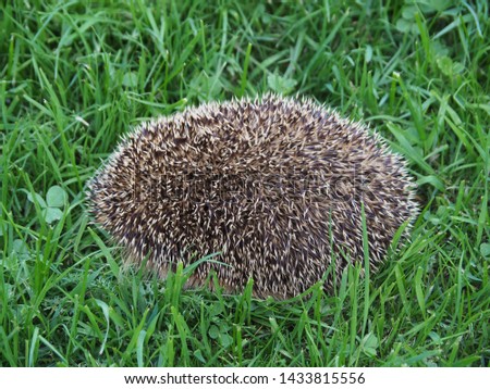 Similar – Igel Garten Erwachsene