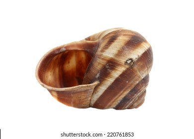 ordinary home garden snail - Shutterstock ID 220761853