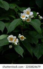 Ordinary jasmine, Soft-haired mock-up, false jasmine, farmer's jasmine, scented jasmine, Oregon mock-up, Philadelphus lewisi, - Shutterstock ID 2250824679