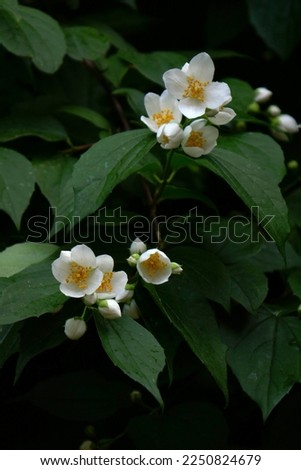 Ordinary jasmine, Soft-haired mock-up, false jasmine, farmer's jasmine, scented jasmine, Oregon mock-up, Philadelphus lewisi,