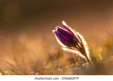 Ordinary Pasque Flower In The Warm Backlight