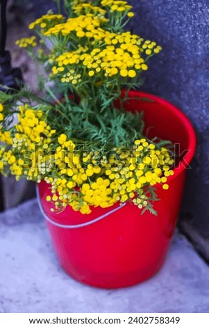 Ordinary pyzhma plant. Tanacetum vulgare, or tansy yellow flowers.