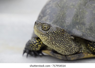 Ordinary River Tortoise Temperate Latitudes Tortoise Stock Photo ...