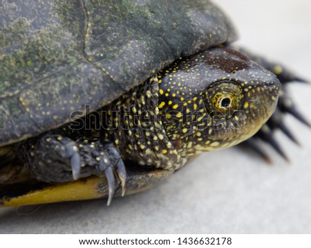 Ordinary river tortoise of temperate latitudes. The tortoise is an ancient reptile
