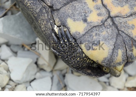 Ordinary river tortoise of temperate latitudes. The tortoise is an ancient reptile