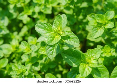 18,403 Oregano garden Images, Stock Photos & Vectors | Shutterstock