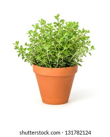 Oregano In A Clay Pot