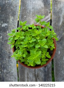 Oregano In Clay Pot On Wooden Table