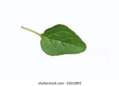 Oregano Leaf