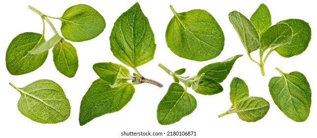 Oregano Leaves Isolated On White Background