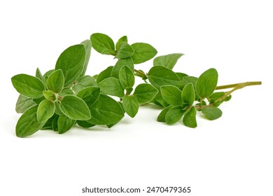 Oregano leaves, marjoram branch, isolated on white background. - Powered by Shutterstock