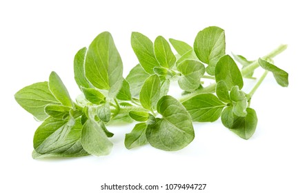 Oregano Leaves On White Background Stock Photo 1079494727 | Shutterstock