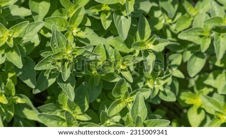 Oregano leaves. Origanum Vulgare edible herb. Fresh basil leaves background. Wide format image of growing basil on a sunny day. Texture of basil plant. Ingredient of Mediterranean cuisine.