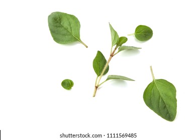 Oregano or marjoram leaves isolated on white background