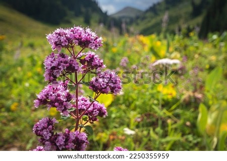 Oregano or Origanum vulgare - medicinal wild herb. Plant during flowering in summer nature.