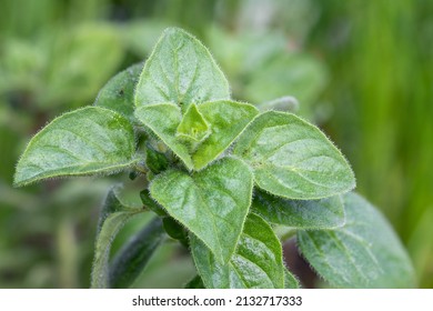 Oregano (Origanum Vulgare) Wild Marjoram