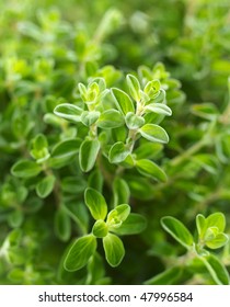 Oregano Plant