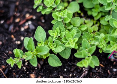 Oregano Plant Herb Garden