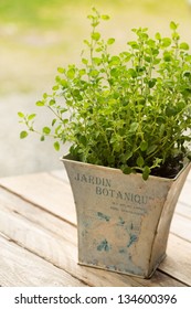 Oregano Plant In Pot Close Up