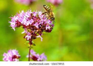 Oregano, Wild Marjoram