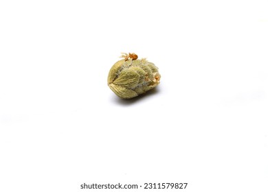 Oregano in the wooden spoon isolated on a white background. - Shutterstock ID 2311579827