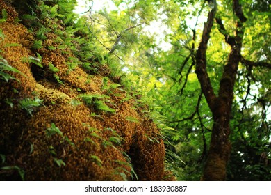 Oregon Caves National Monument Mossy Wall At Cave Entrance