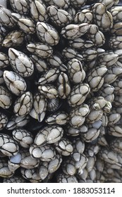 Oregon Coast Gooseneck Barnacles  Tide Pool