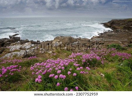 Similar – Image, Stock Photo Armeria maritima, beach grass carnation, on salt marshes near the coast