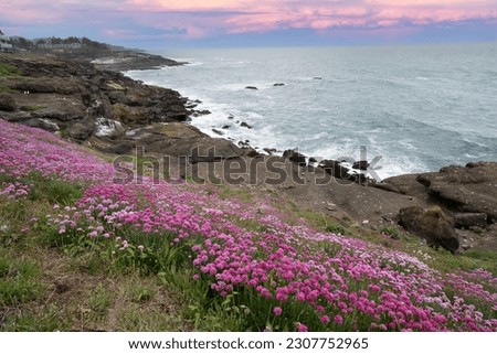 Similar – Image, Stock Photo Armeria maritima, beach grass carnation, on salt marshes near the coast