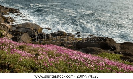 Similar – Image, Stock Photo Armeria maritima, beach grass carnation, on salt marshes near the coast