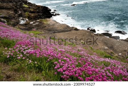 Similar – Image, Stock Photo Armeria maritima, beach grass carnation, on salt marshes near the coast
