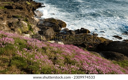 Similar – Image, Stock Photo Armeria maritima, beach grass carnation, on salt marshes near the coast