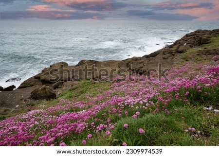 Image, Stock Photo Armeria maritima, beach grass carnation, on salt marshes near the coast