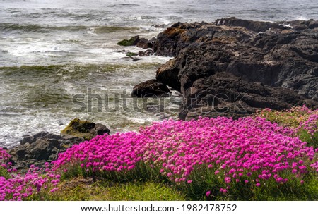 Similar – Image, Stock Photo Armeria maritima, beach grass carnation, on salt marshes near the coast