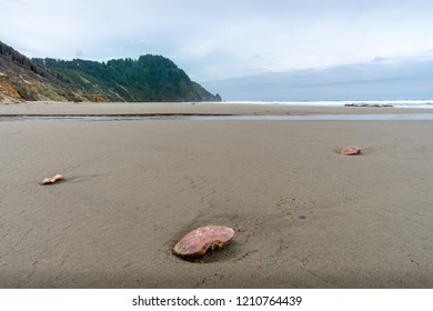 Oregon Coast Trail - Pacific Northwest During October