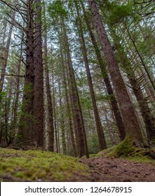 Oregon Coast Trail - Pacific Northwest During October