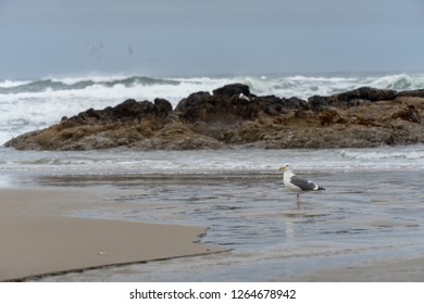 Oregon Coast Trail - Pacific Northwest During October