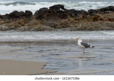 Oregon Coast Trail - Pacific Northwest During October