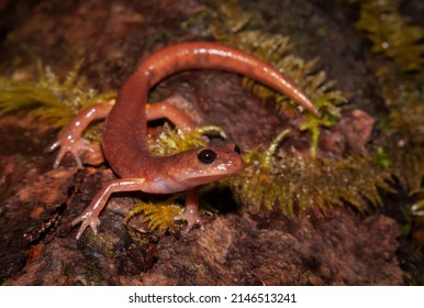 Oregon Ensatina Salamander Field Guide Body Photo