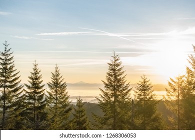 Oregon Forest Sunrise